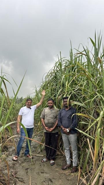 લીલી, સારી ઊંચાઈની શેરડી: ખેતર મુલાકાત | Gujarat Bio Organics
